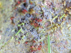 Ptychostomum pallens