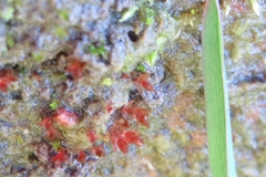 Ptychostomum pallens