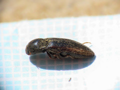 Agriotes brevis
