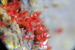 Ptychostomum pallens