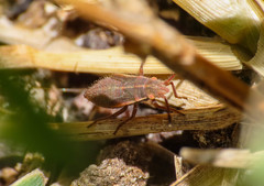 Agraphopus lethierryi