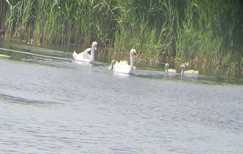 Mute Swan