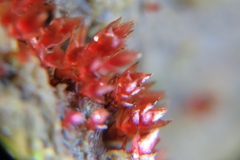 Ptychostomum pallens