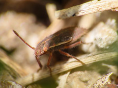 Agraphopus lethierryi