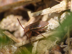 Agraphopus lethierryi