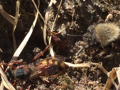 Nomada leucophthalma