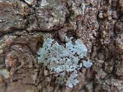 Physcia atrostriata