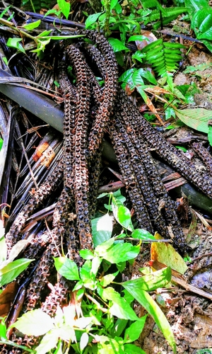 Welfia regia