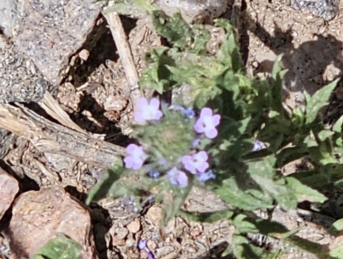 Bigbract Verbena
