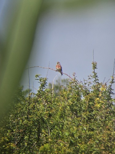 Eurasian Linnet