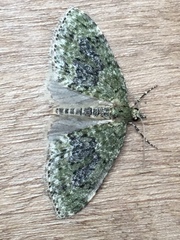 Acasis viretata
