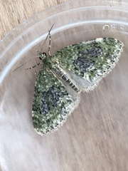 Acasis viretata