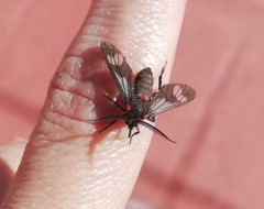 Phoeniostacta haematabasis