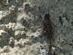 Pseudosystolederus sikorai