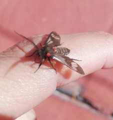 Phoeniostacta haematabasis