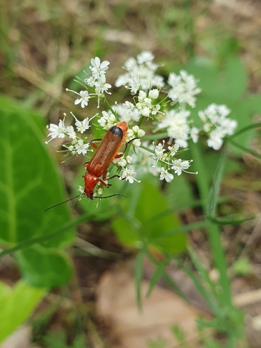 Common Red Soldier Beetle