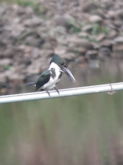 Chloroceryle amazona