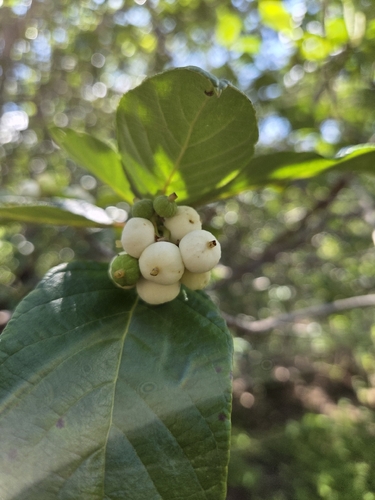 Guettarda angelica