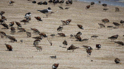 iNaturalist: (c) Clark, some rights reserved (CC BY-NC), uploaded by Clark iNaturalist image