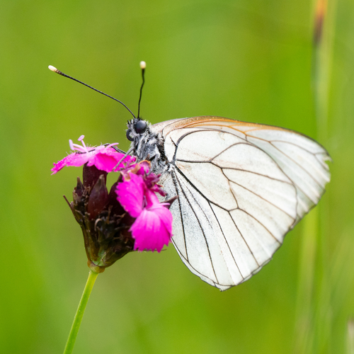 Black-veined White