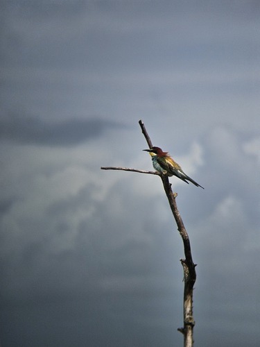 European Bee-eater