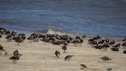 iNaturalist image