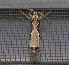 Uracanthus triangularis