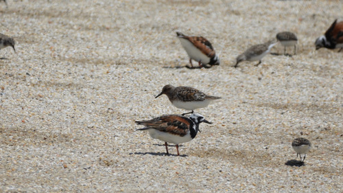 iNaturalist image