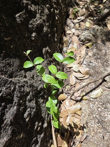 Myrcia multiflora