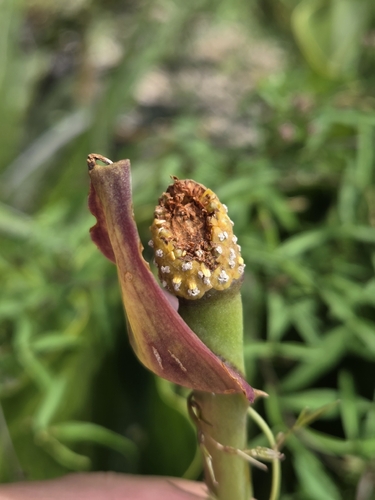 Anthurium affine