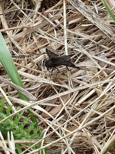 Black Banded Bee Fly