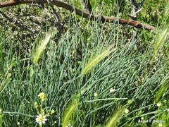 Hordeum murinum leporinum