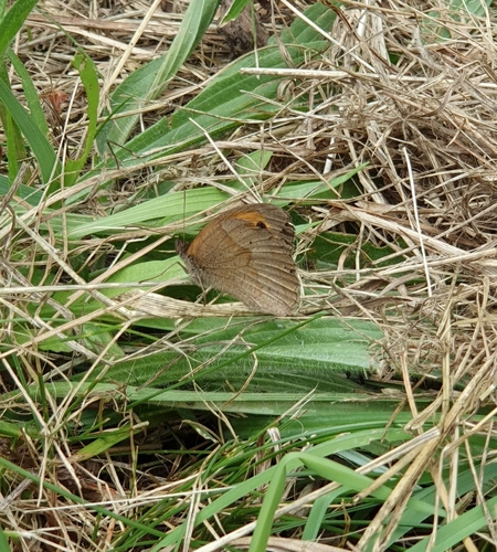 Meadow Brown