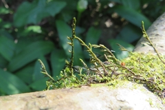 Cryphaea heteromalla