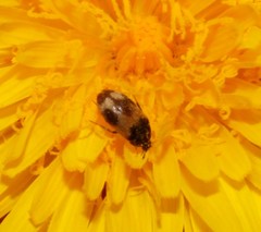 Attagenus bifasciatus