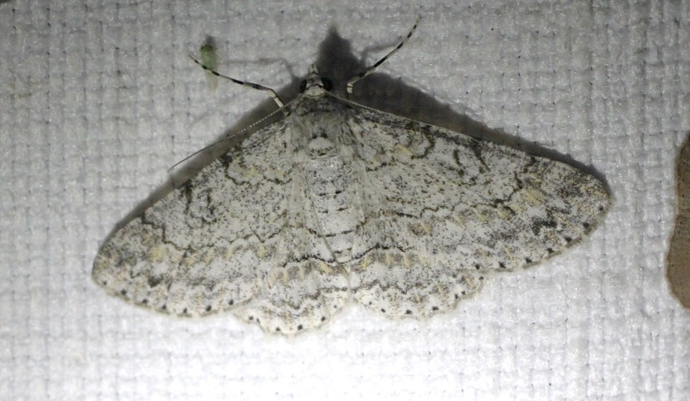 Cleora lacteata