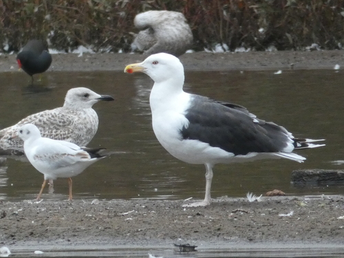 iNaturalist image