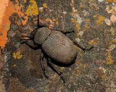 Phymatiotris quadricollis