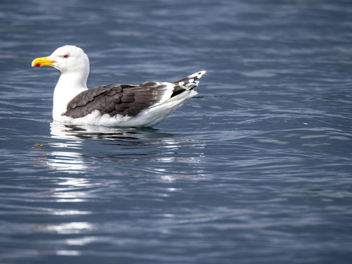 iNaturalist image