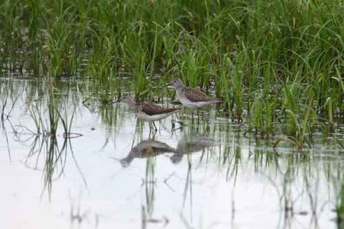 iNaturalist image