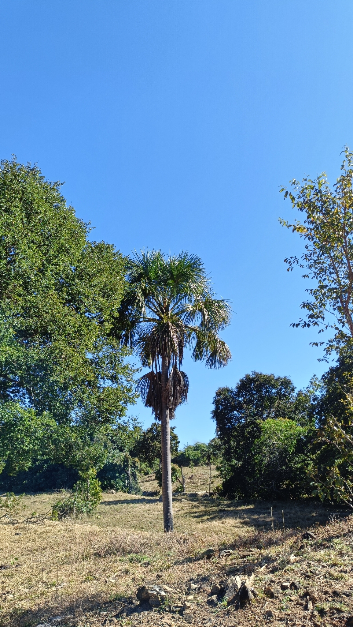 Mauritia flexuosa