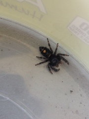 Phidippus audax