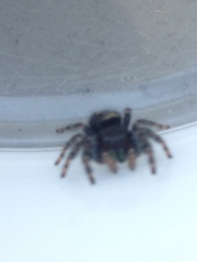 Phidippus audax