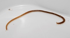 Bothriogaster signata