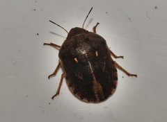 Eurygaster integriceps