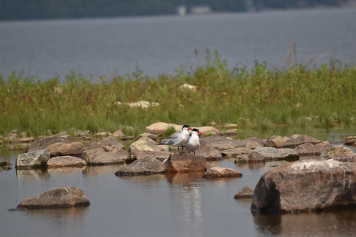 iNaturalist: (c) NancyLance, some rights reserved (CC BY-NC), uploaded by NancyLance iNaturalist image