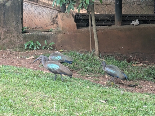 iNaturalist image
