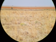 Tympanuchus pallidicinctus