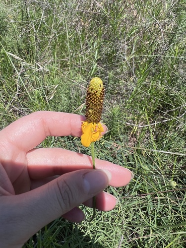 upright prairie coneflower