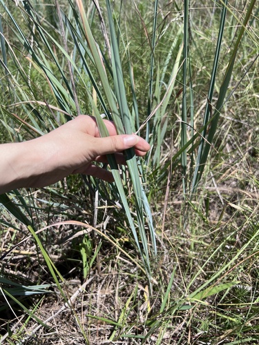 Indiangrass